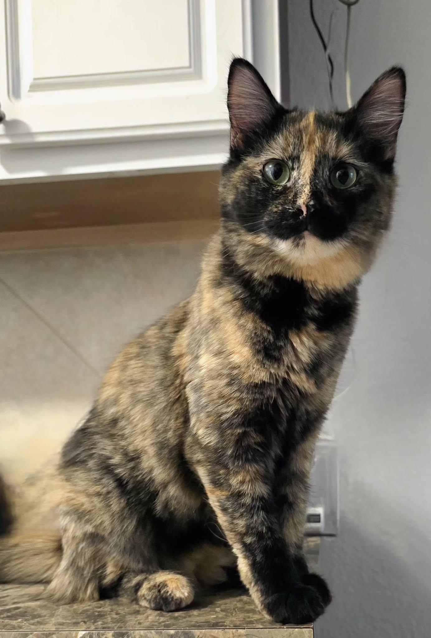 Enlarge Honey, a ADOPTABLE Domestic Long Hair in Manhattan, KS image 1/1