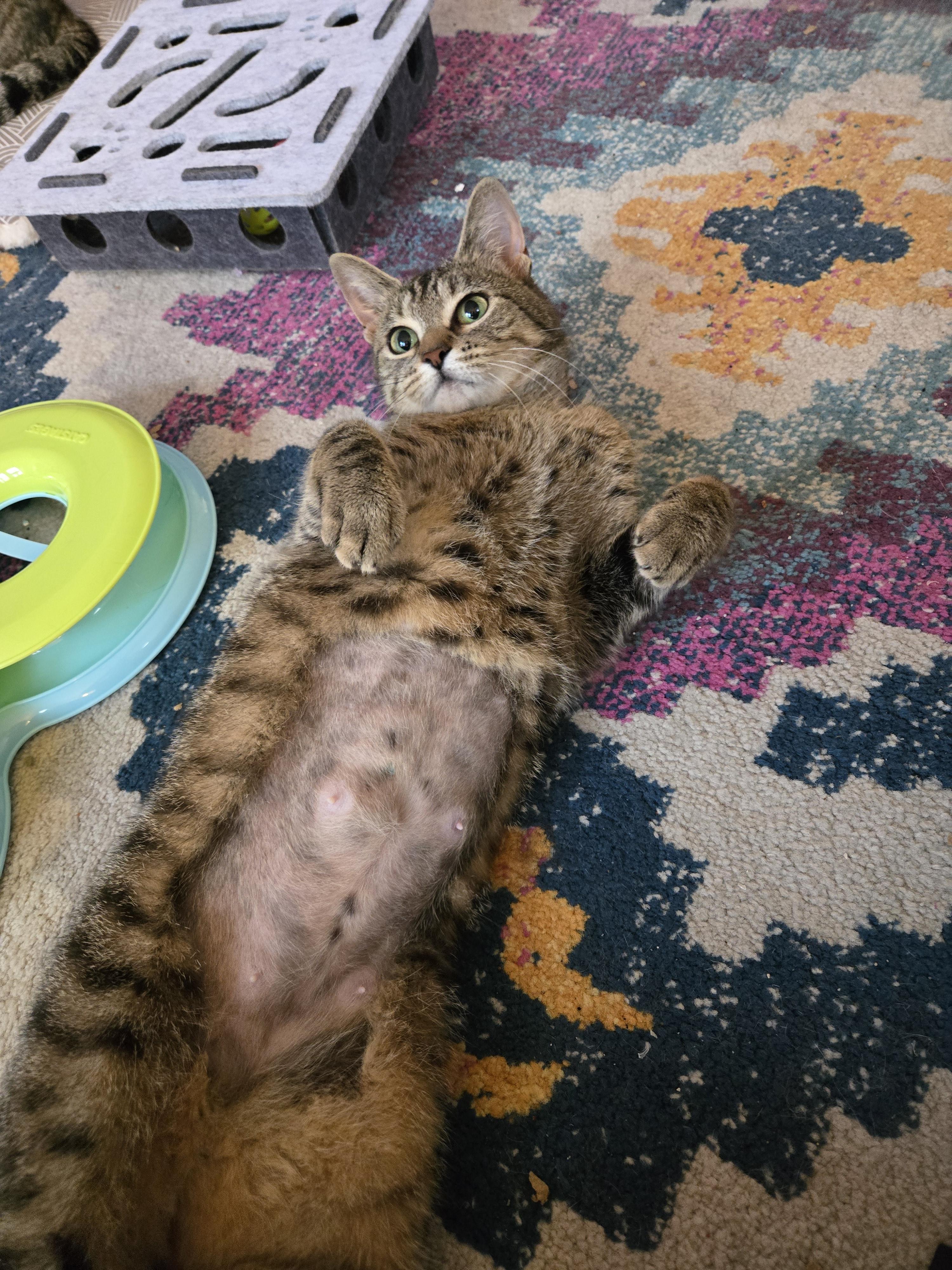 Lucy Lou, Adoptable, Young Female Domestic Short Hair.