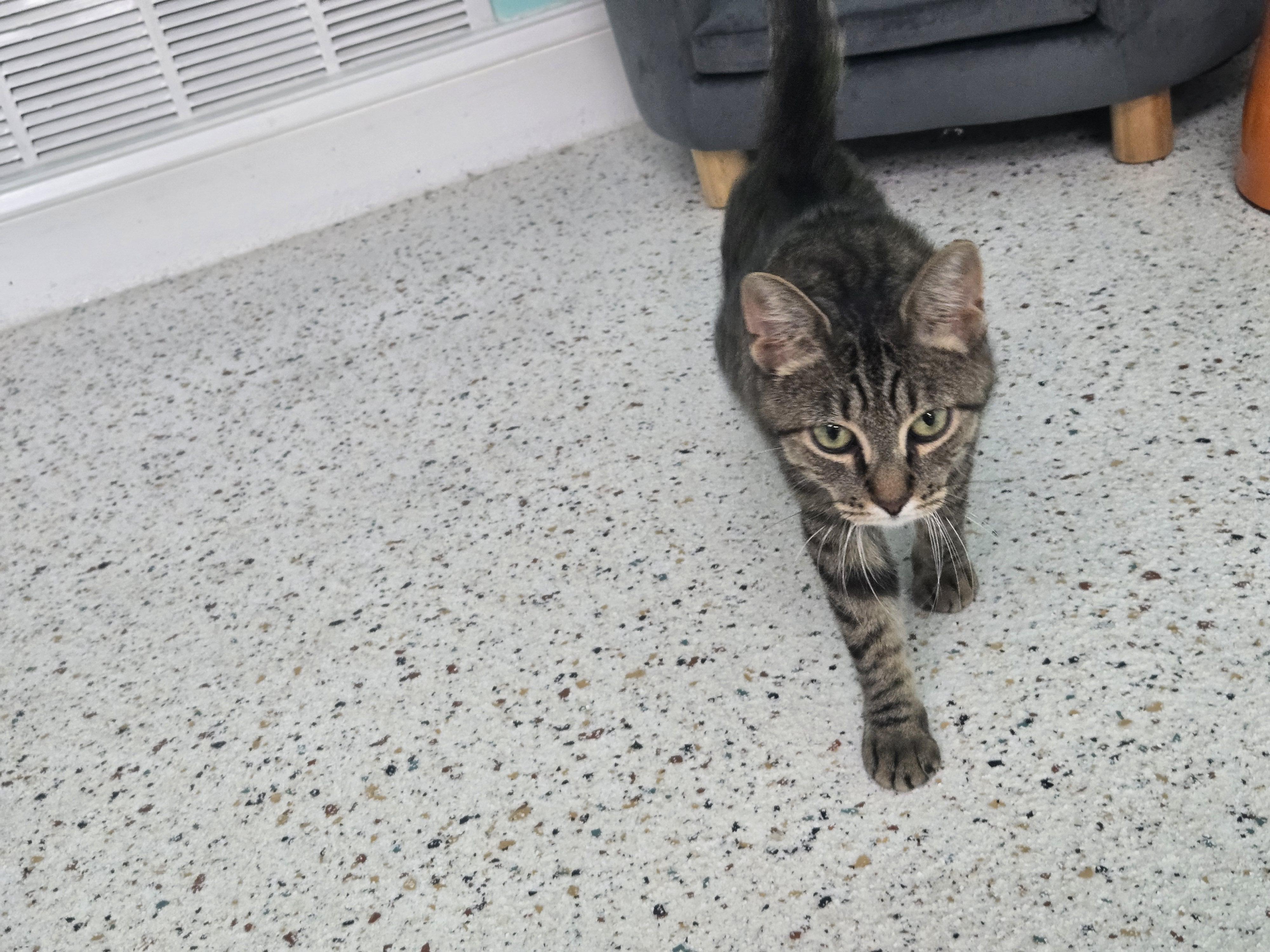 Enlarge Lucy Lou, a Adoptable Domestic Short Hair in Philadelphia, PA image 2/4