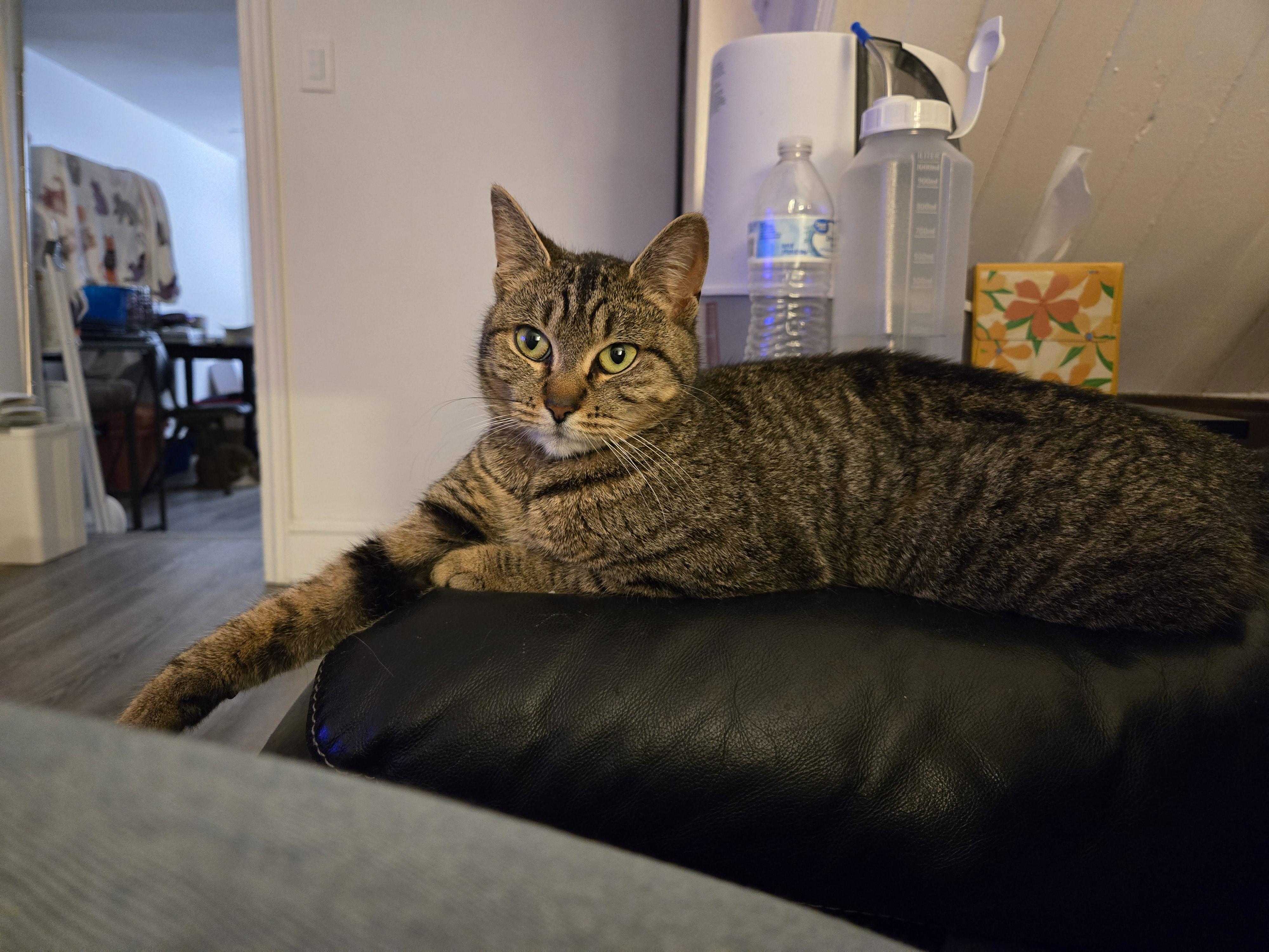 Enlarge Lucy Lou, a Adoptable Domestic Short Hair in Philadelphia, PA image 3/4