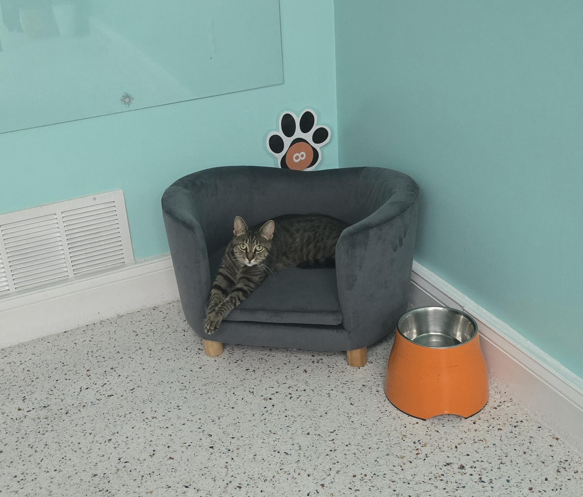 Enlarge Lucy Lou, a Adoptable Domestic Short Hair in Philadelphia, PA image 4/4