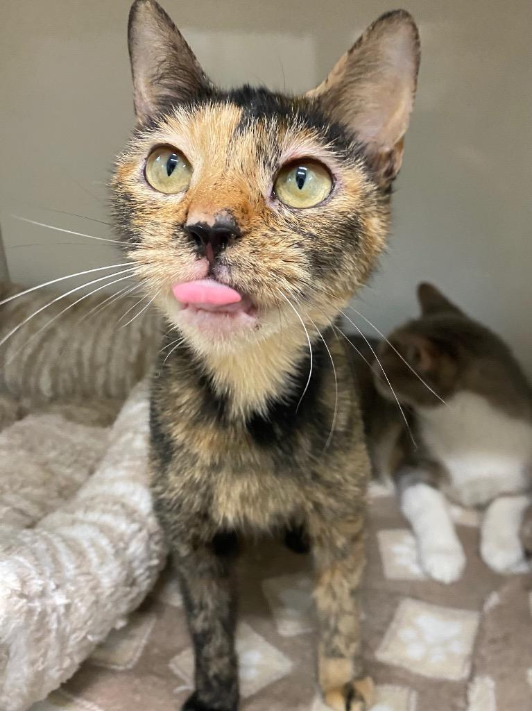 Solara, Adoptable, Adult Female Domestic Short Hair.