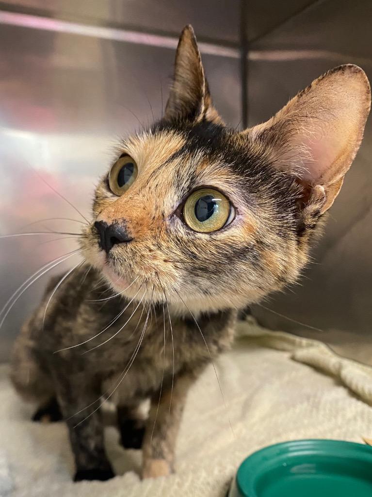 Enlarge Solara, a Adoptable mixed breed in Fall River, MA image 2/6