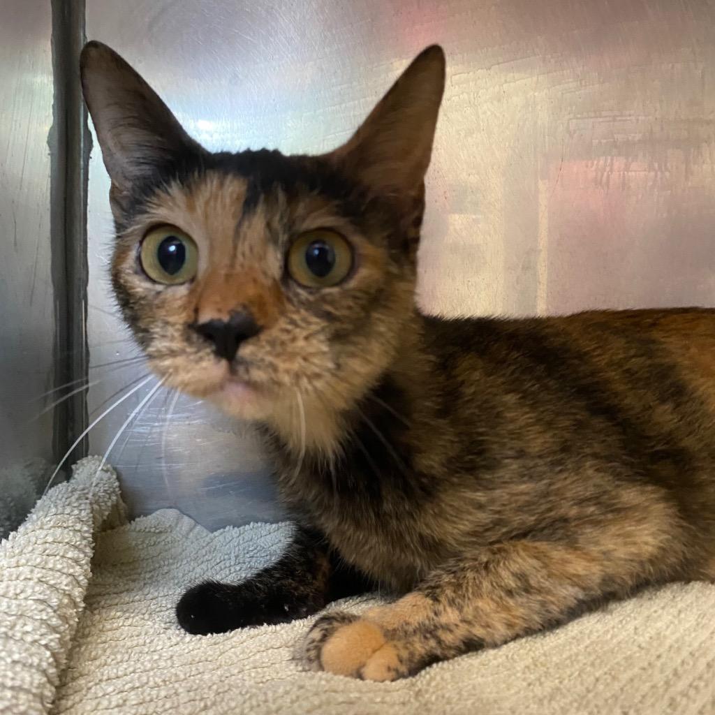 Enlarge Solara, a Adoptable mixed breed in Fall River, MA image 4/6