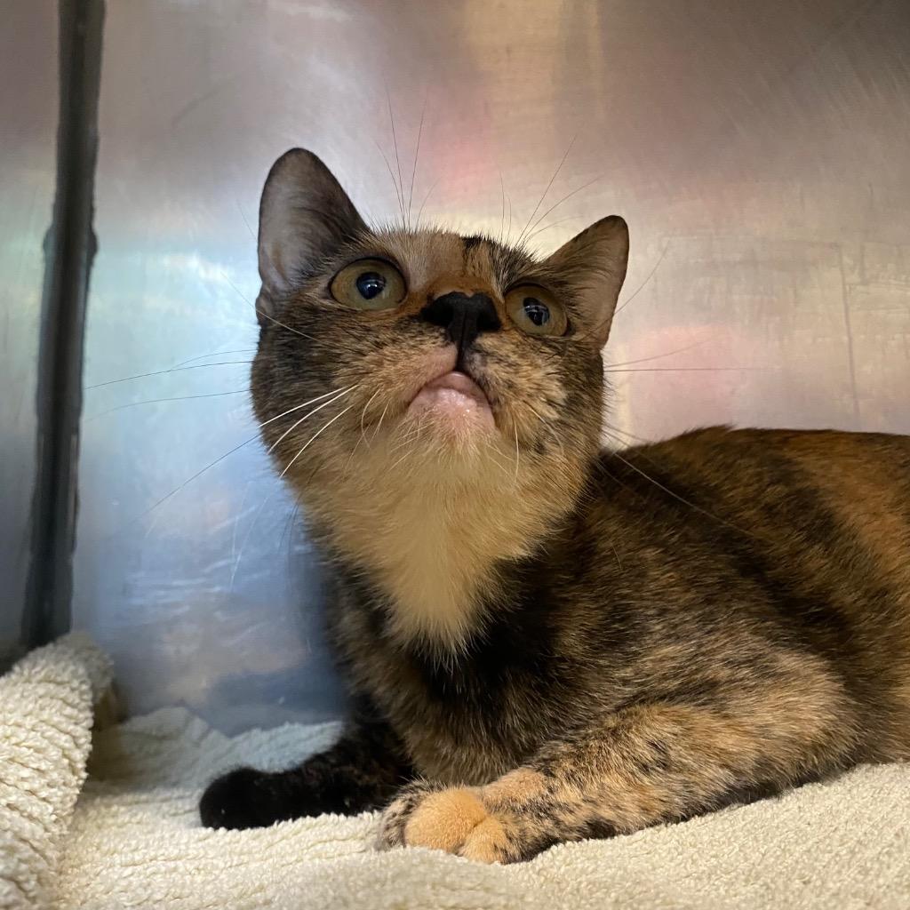Enlarge Solara, a Adoptable mixed breed in Fall River, MA image 5/6