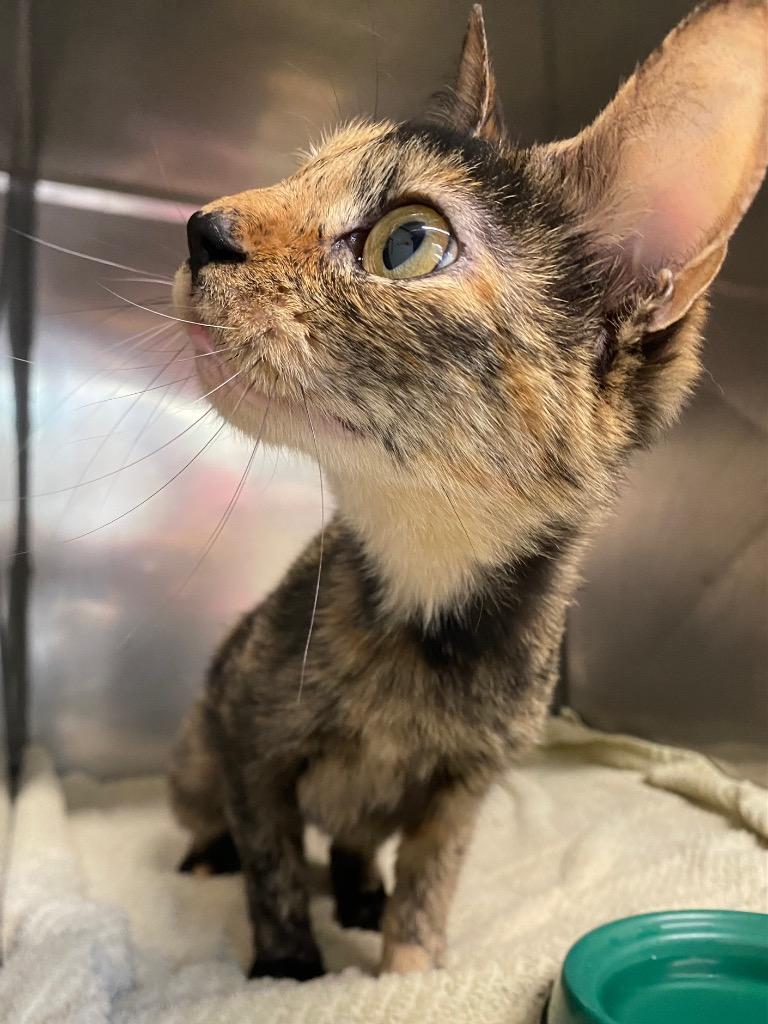 Enlarge Solara, a Adoptable mixed breed in Fall River, MA image 6/6