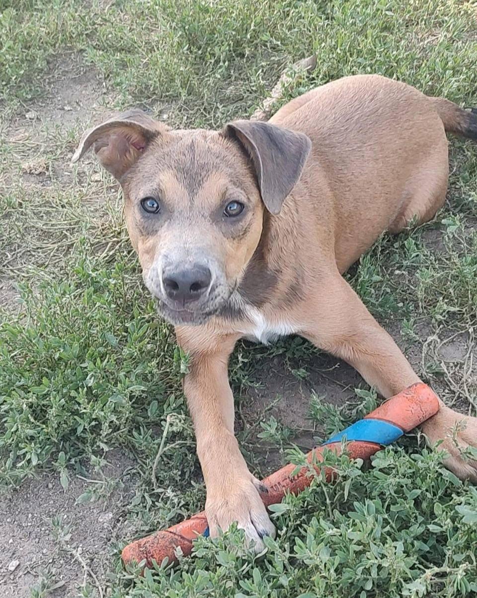 Enlarge Goldie, a Adoptable mixed breed in Colorado Springs, CO image 4/4