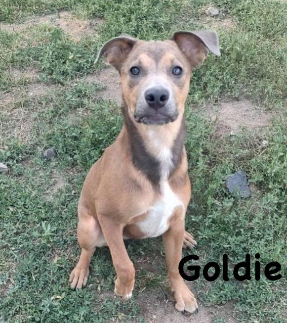 Enlarge Goldie, a Adoptable mixed breed in Colorado Springs, CO image 2/4