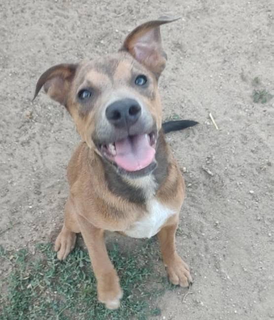 Enlarge Goldie, a Adoptable mixed breed in Colorado Springs, CO image 1/4