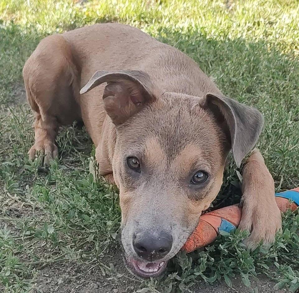 Enlarge Goldie, a Adoptable mixed breed in Colorado Springs, CO image 3/4