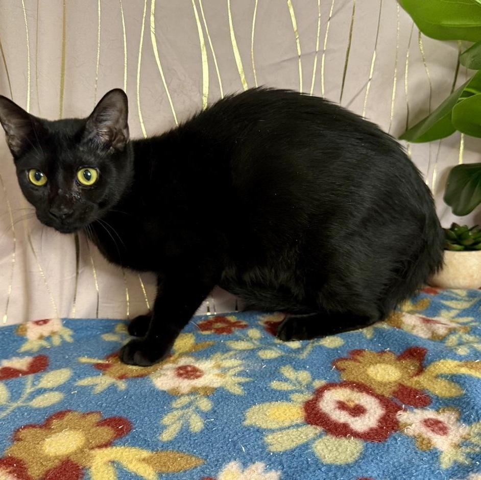 Enlarge Chesty, a Adoptable Domestic Short Hair in Newburgh , NY image 4/6