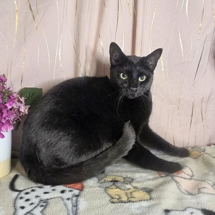 Enlarge Chesty, a Adoptable Domestic Short Hair in Newburgh , NY image 5/6