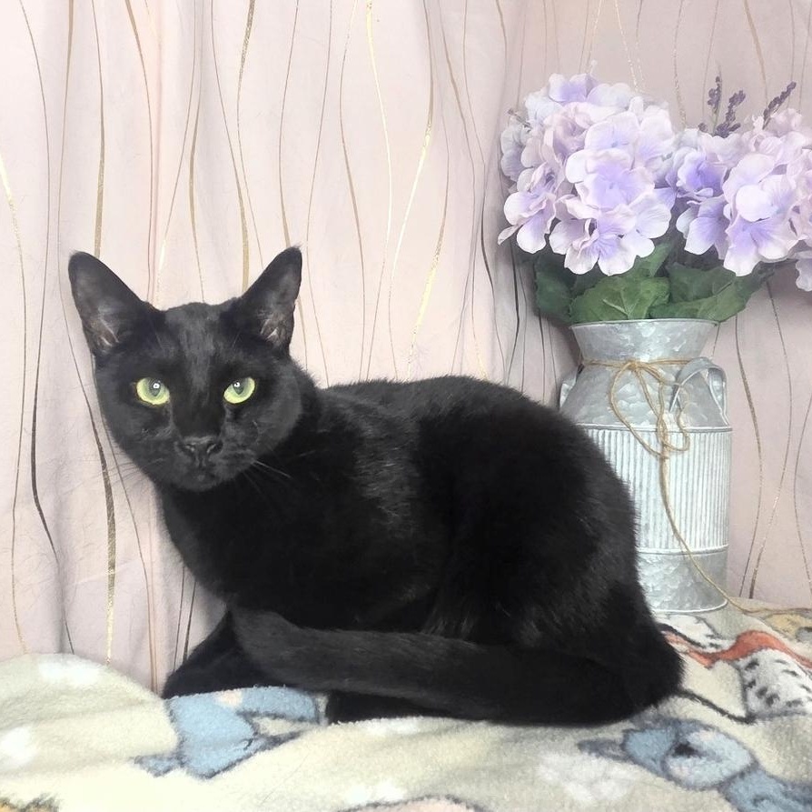 Enlarge Chesty, a Adoptable Domestic Short Hair in Newburgh , NY image 6/6