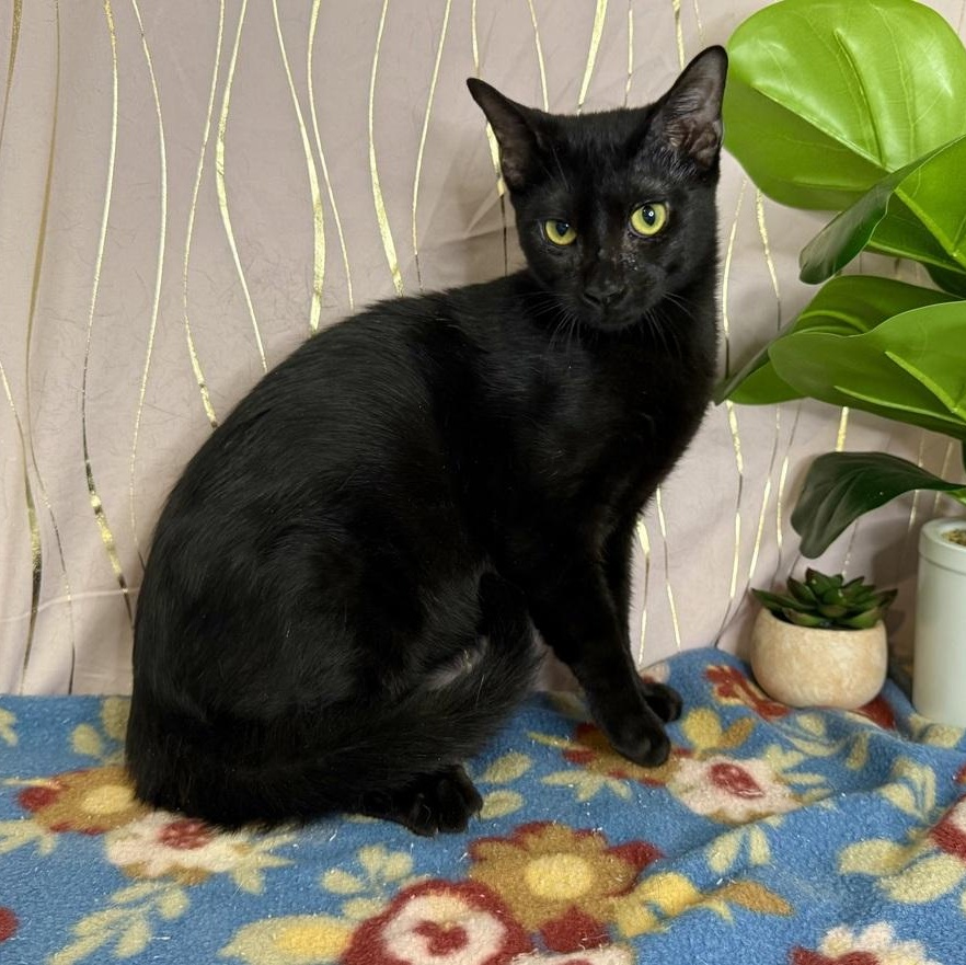 Enlarge Chesty, a Adoptable Domestic Short Hair in Newburgh , NY image 2/6