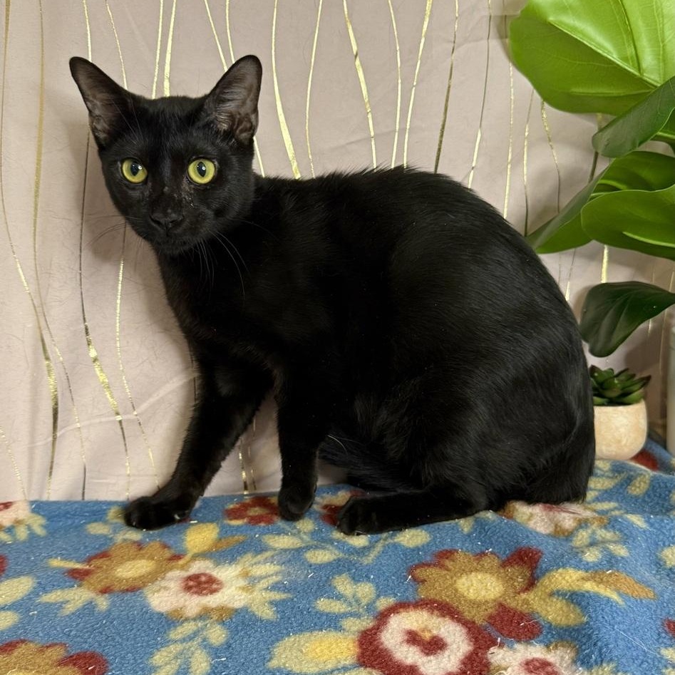 Enlarge Chesty, a Adoptable Domestic Short Hair in Newburgh , NY image 3/6