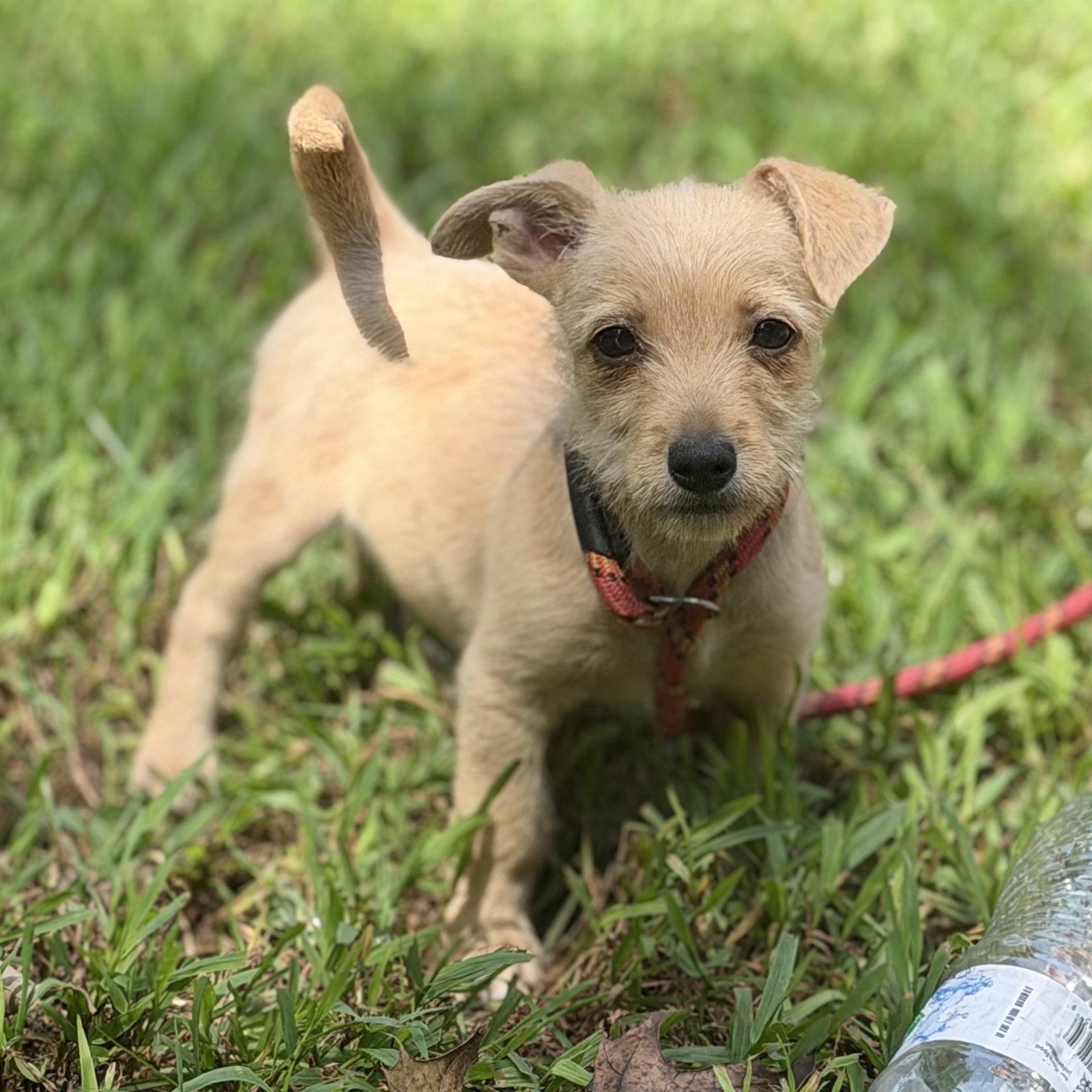 MAKENNA, Adopted, Puppy Female Chihuahua.