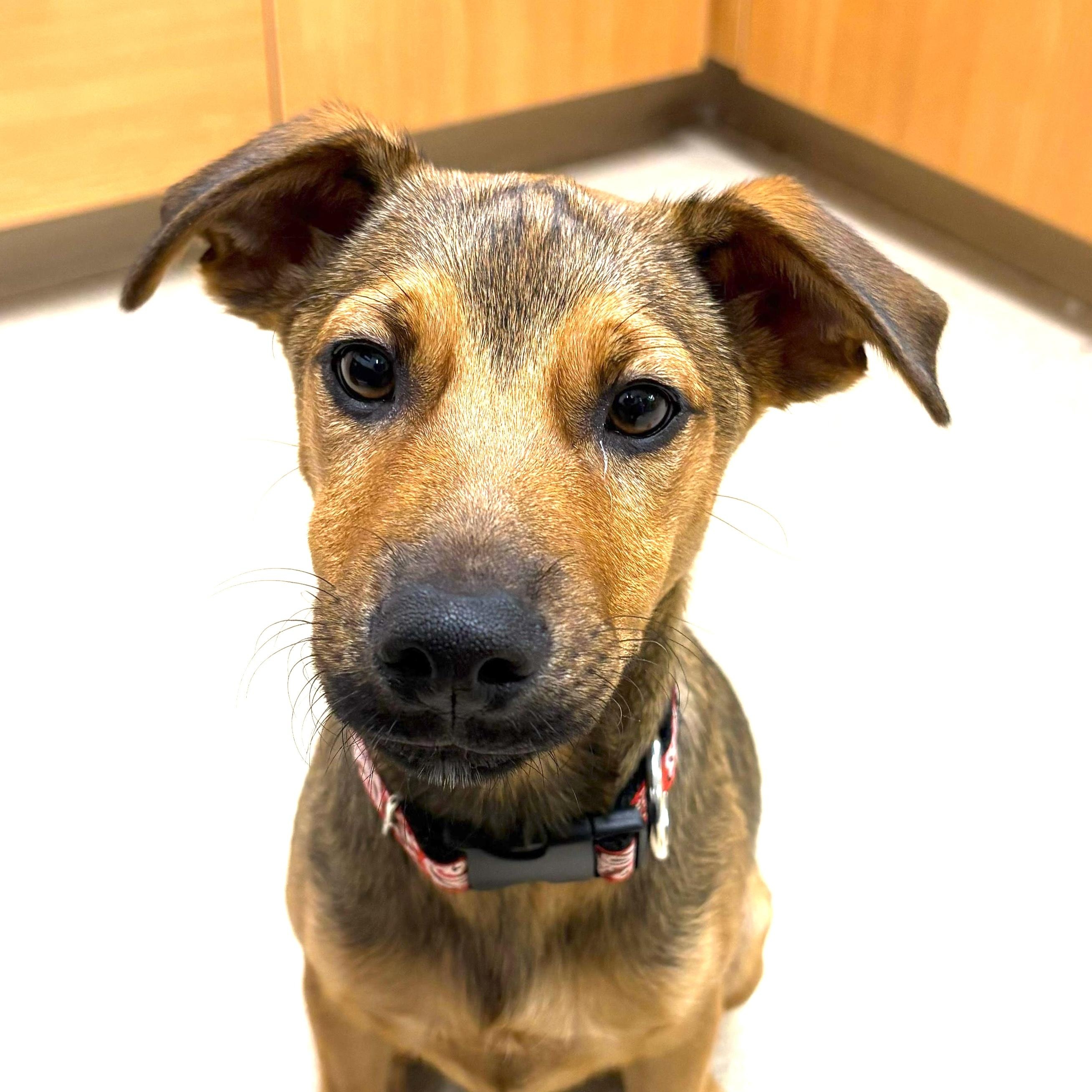 Davy, an adopted Mixed Breed in Sandwich, MA image 3/6