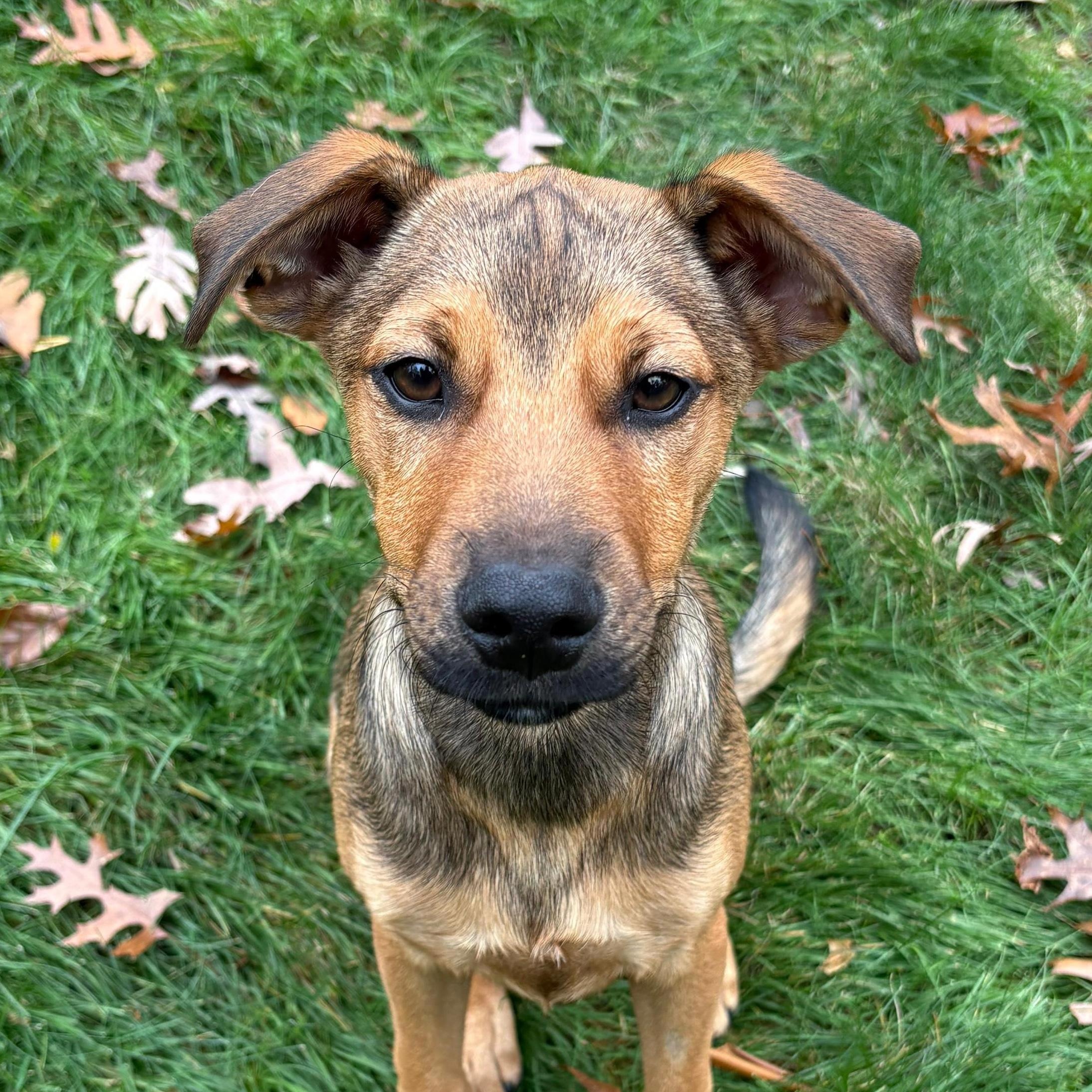 Davy, an adopted Mixed Breed in Sandwich, MA image 1/6