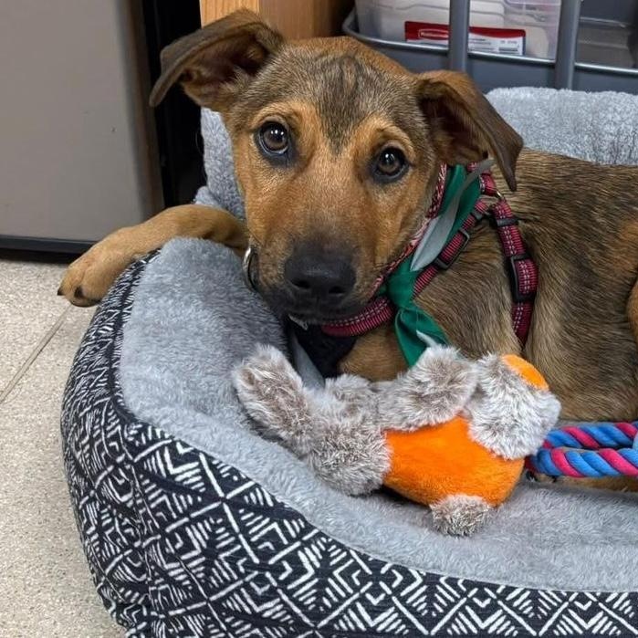 Davy, an adopted Mixed Breed in Sandwich, MA image 2/6