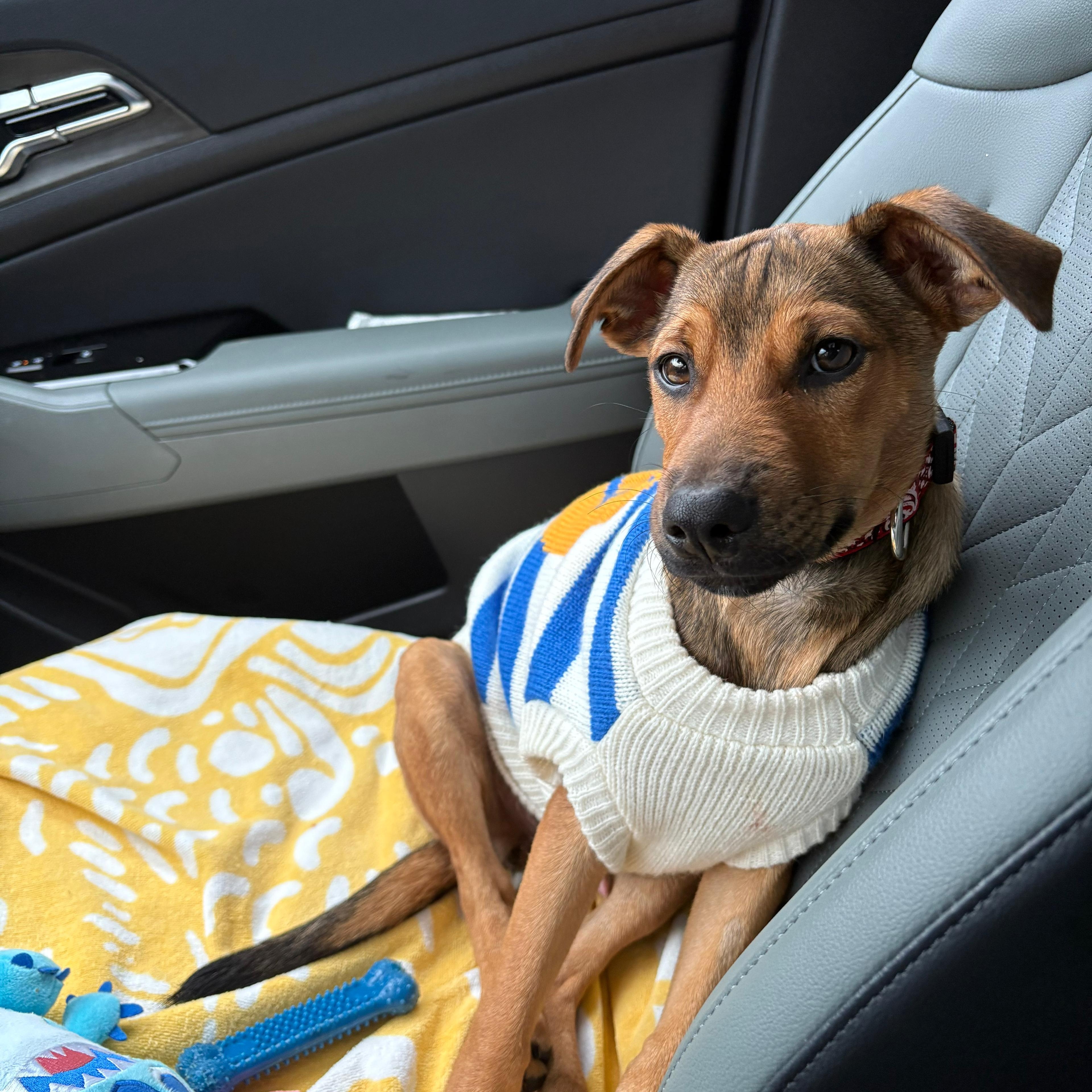 Davy, an adopted Mixed Breed in Sandwich, MA image 6/6