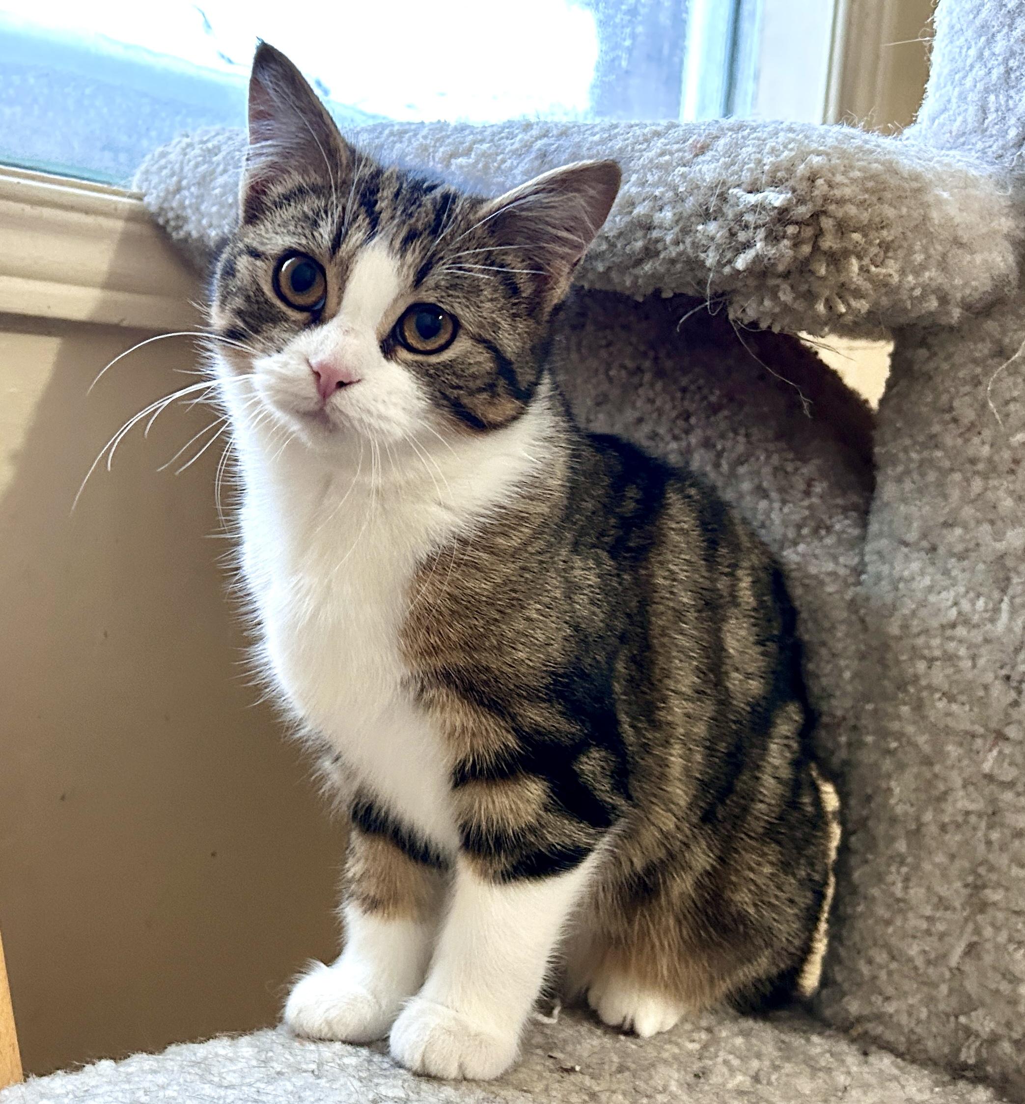 Enlarge Gordon Whitefoot & Sundown, a ADOPTABLE Domestic Long Hair in Guelph, ON image 4/6