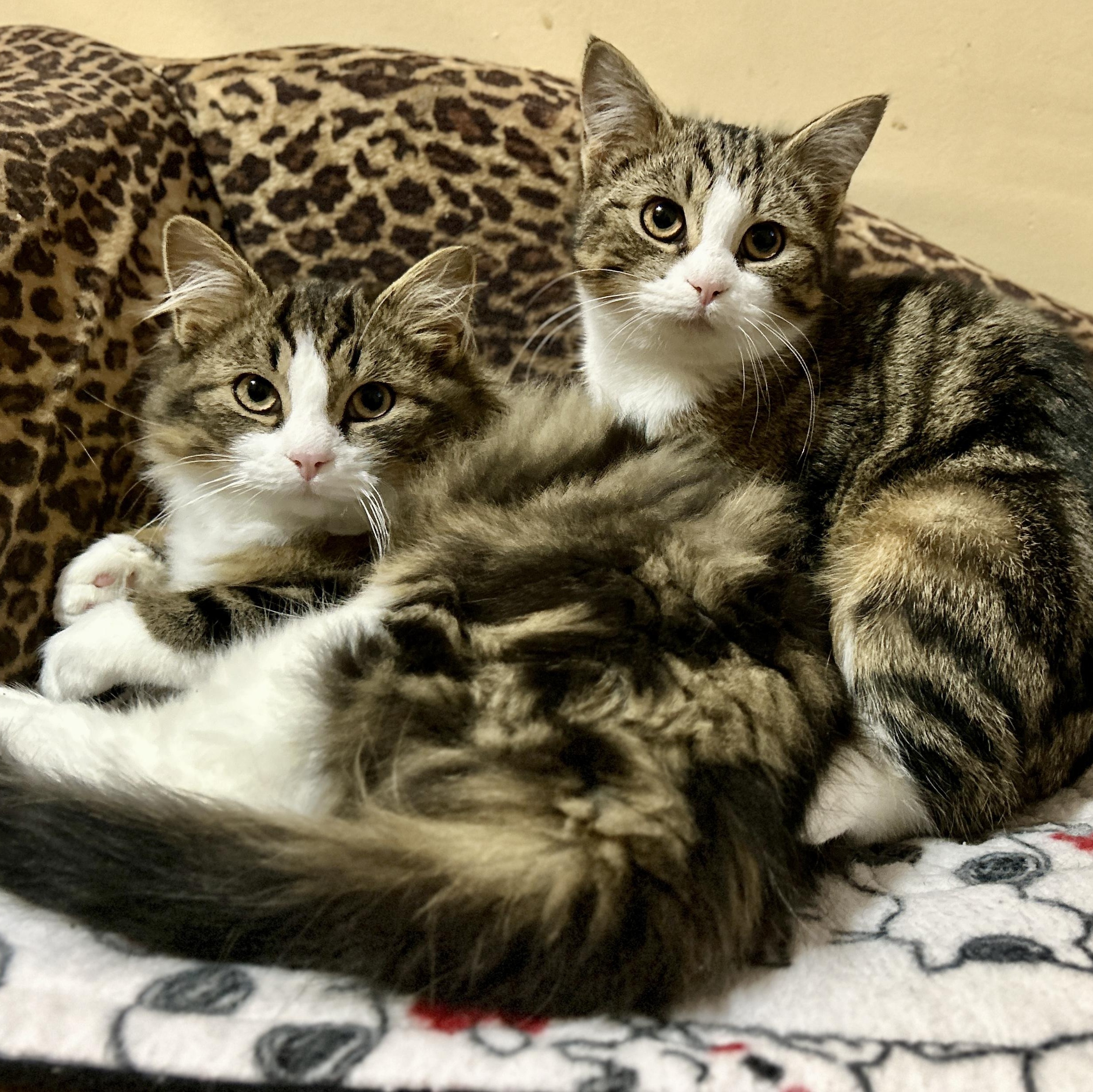 Enlarge Gordon Whitefoot & Sundown, a ADOPTABLE Domestic Long Hair in Guelph, ON image 2/6