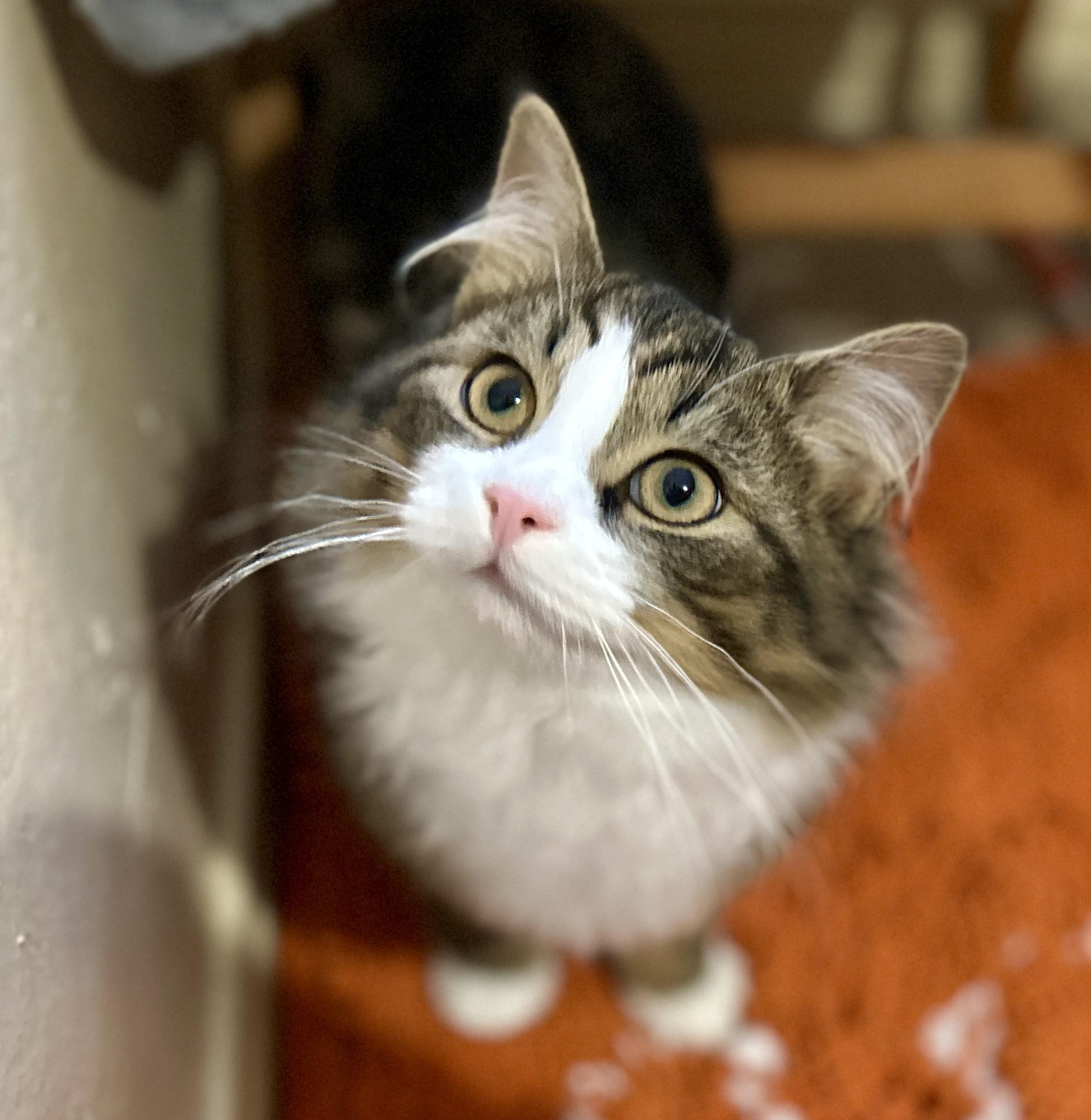 Enlarge Gordon Whitefoot & Sundown, a ADOPTABLE Domestic Long Hair in Guelph, ON image 6/6