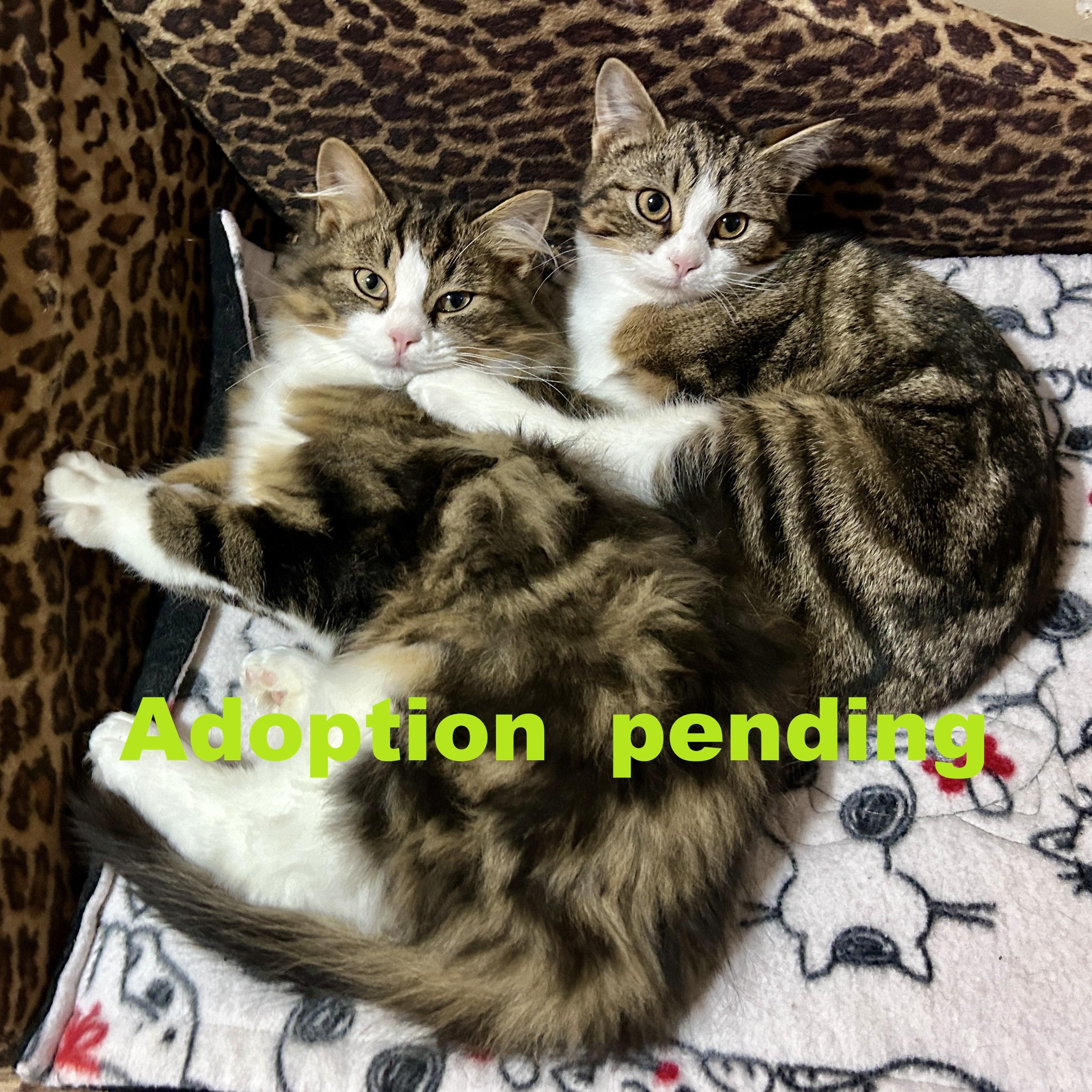 Gordon Whitefoot & Sundown, ADOPTABLE, Kitten Male Domestic Long Hair.