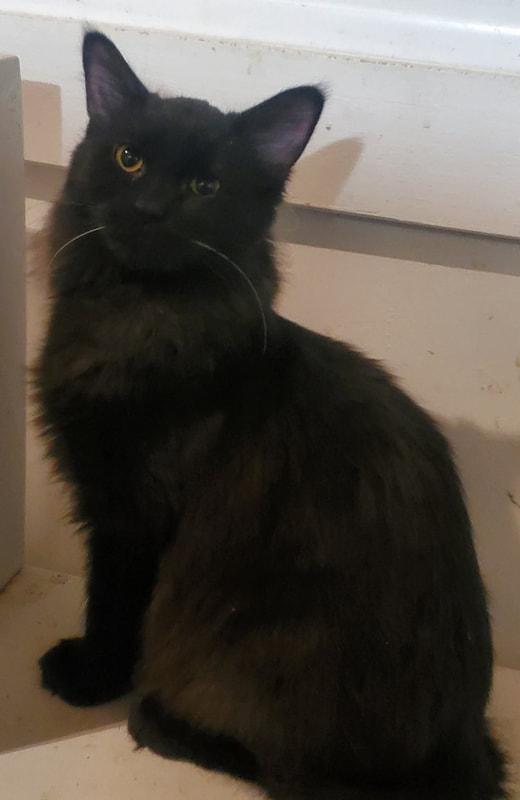Enlarge Asante, a ADOPTABLE Domestic Long Hair in Kalamazoo, MI image 1/1
