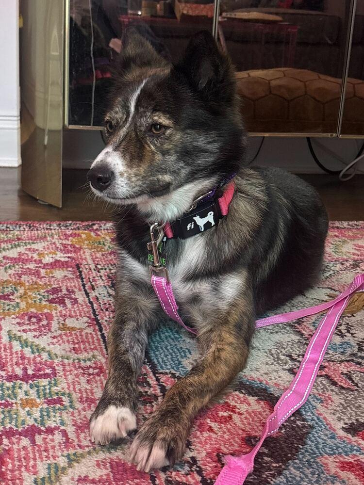 Enlarge Rora, a Adoptable Jindo in Long Island City, NY image 1/6