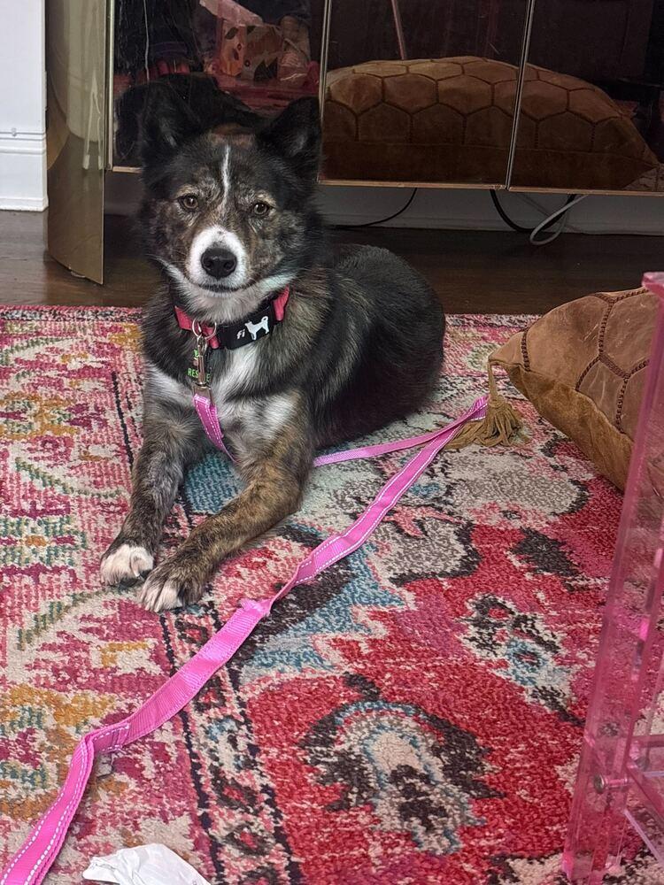 Enlarge Rora, a Adoptable Jindo in Long Island City, NY image 2/6