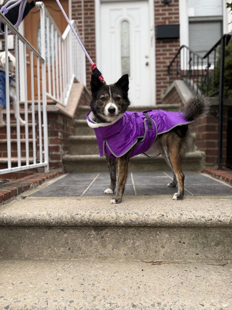 Enlarge Rora, a Adoptable Jindo in Long Island City, NY image 3/6