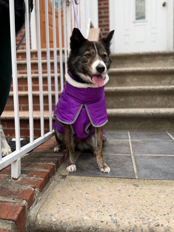 Enlarge Rora, a Adoptable Jindo in Long Island City, NY image 4/6