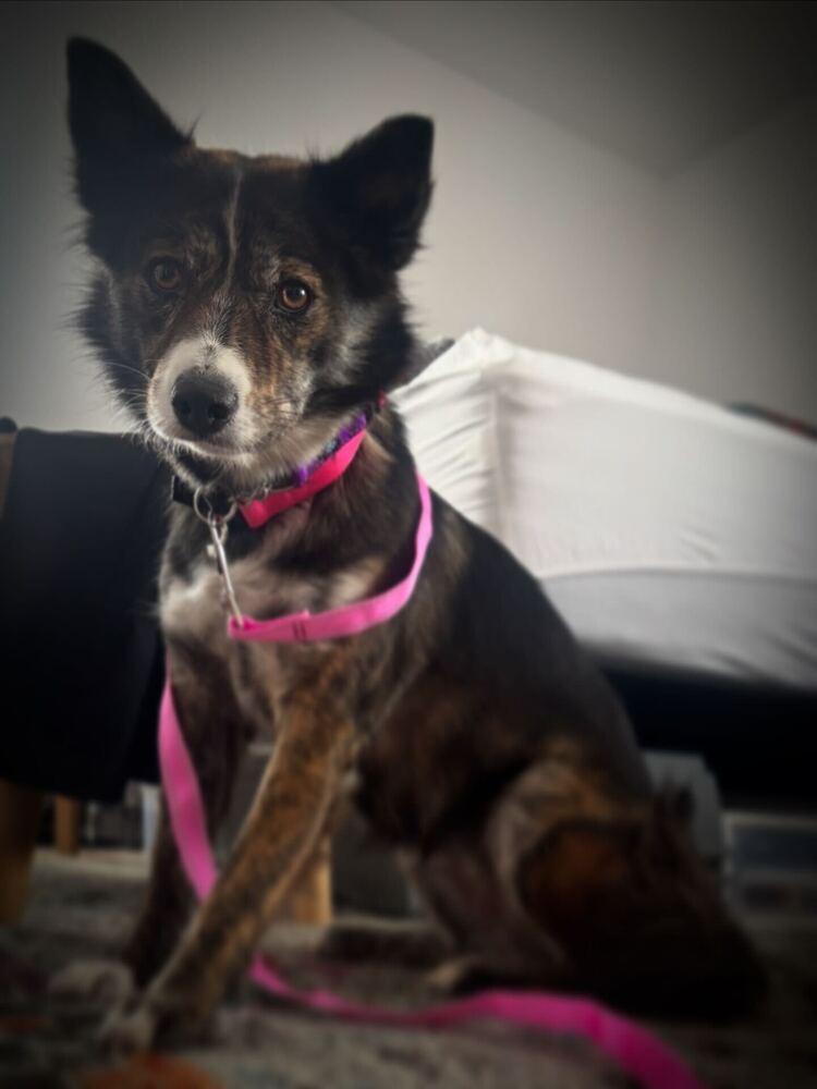 Enlarge Rora, a Adoptable Jindo in Long Island City, NY image 5/6