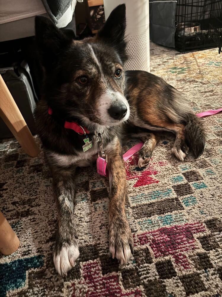 Enlarge Rora, a Adoptable Jindo in Long Island City, NY image 6/6