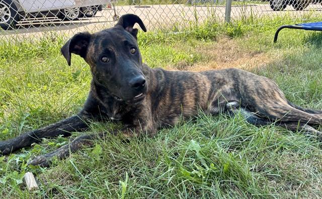 DREW, Adoptable, Young Male Dutch Shepherd.