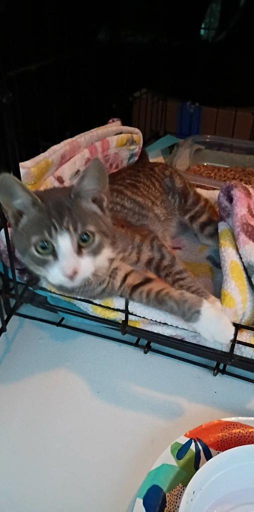 Bruce, Adoptable, Kitten Male Domestic Short Hair.