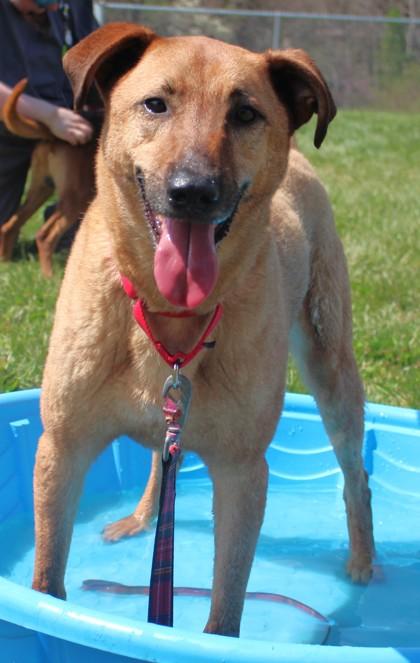 Enlarge Scooby, a Adoptable mixed breed in Taylorsville, NC image 1/3
