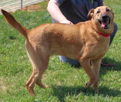 Enlarge Scooby, a Adoptable mixed breed in Taylorsville, NC image 3/3