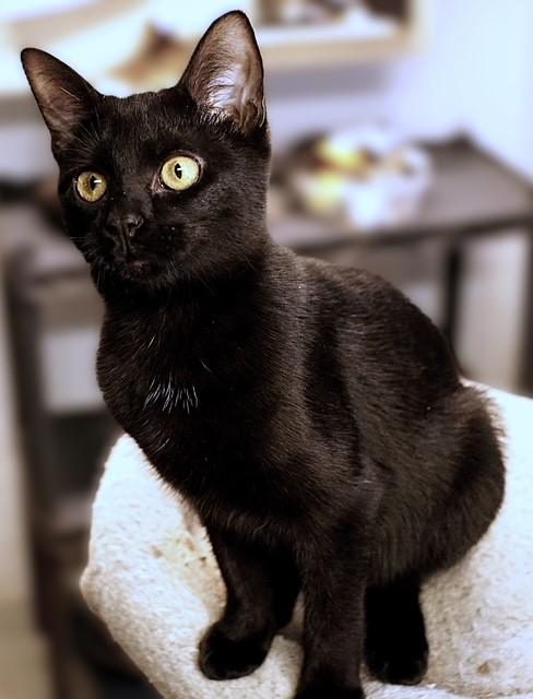 Pink Lady (sibling with Honey Crisp, Rome, and McIntosh), ADOPTABLE, Young Female Domestic Short Hair.