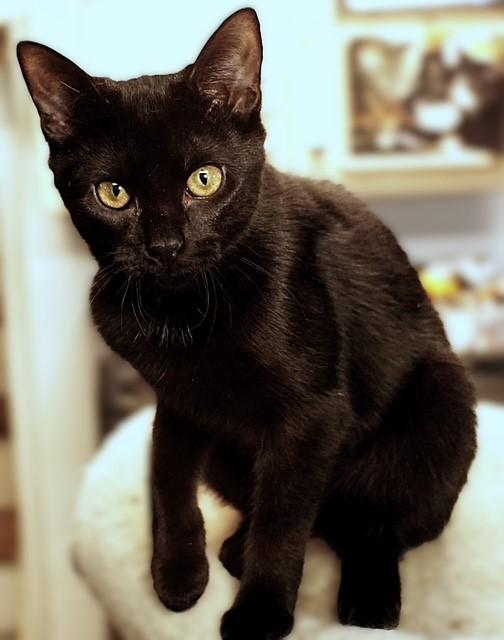 Enlarge Pink Lady (sibling with Honey Crisp, Rome, and McIntosh), a ADOPTABLE Domestic Short Hair in Pottstown, PA image 3/3