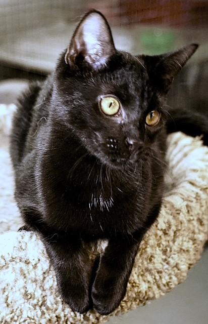 Enlarge Pink Lady (sibling with Honey Crisp, Rome, and McIntosh), a ADOPTABLE Domestic Short Hair in Pottstown, PA image 2/3