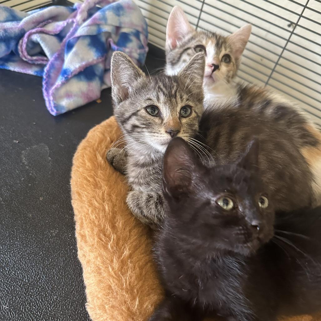 Enlarge SPANKY, a Adoptable Domestic Short Hair in Willows, CA image 3/4