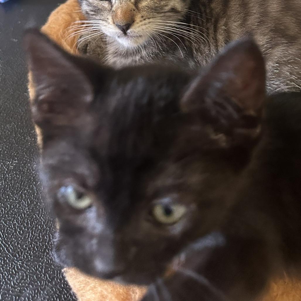 Enlarge SPANKY, a Adoptable Domestic Short Hair in Willows, CA image 2/4
