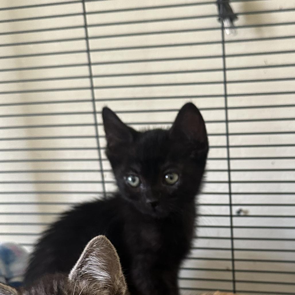 MICHAEL'S #3, Adoptable, Kitten Male Domestic Short Hair.