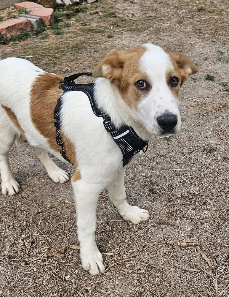 Beegee, Adoptable, Puppy Male Labrador Retriever.