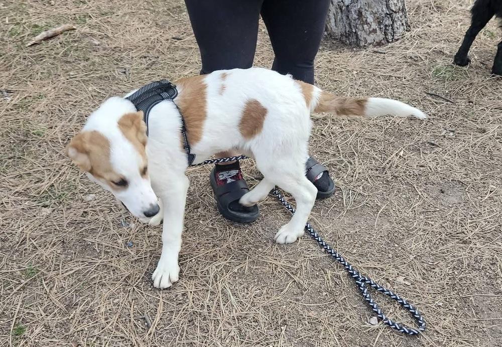 Enlarge Beegee, a Adoptable mixed breed in Colorado Springs, CO image 2/2