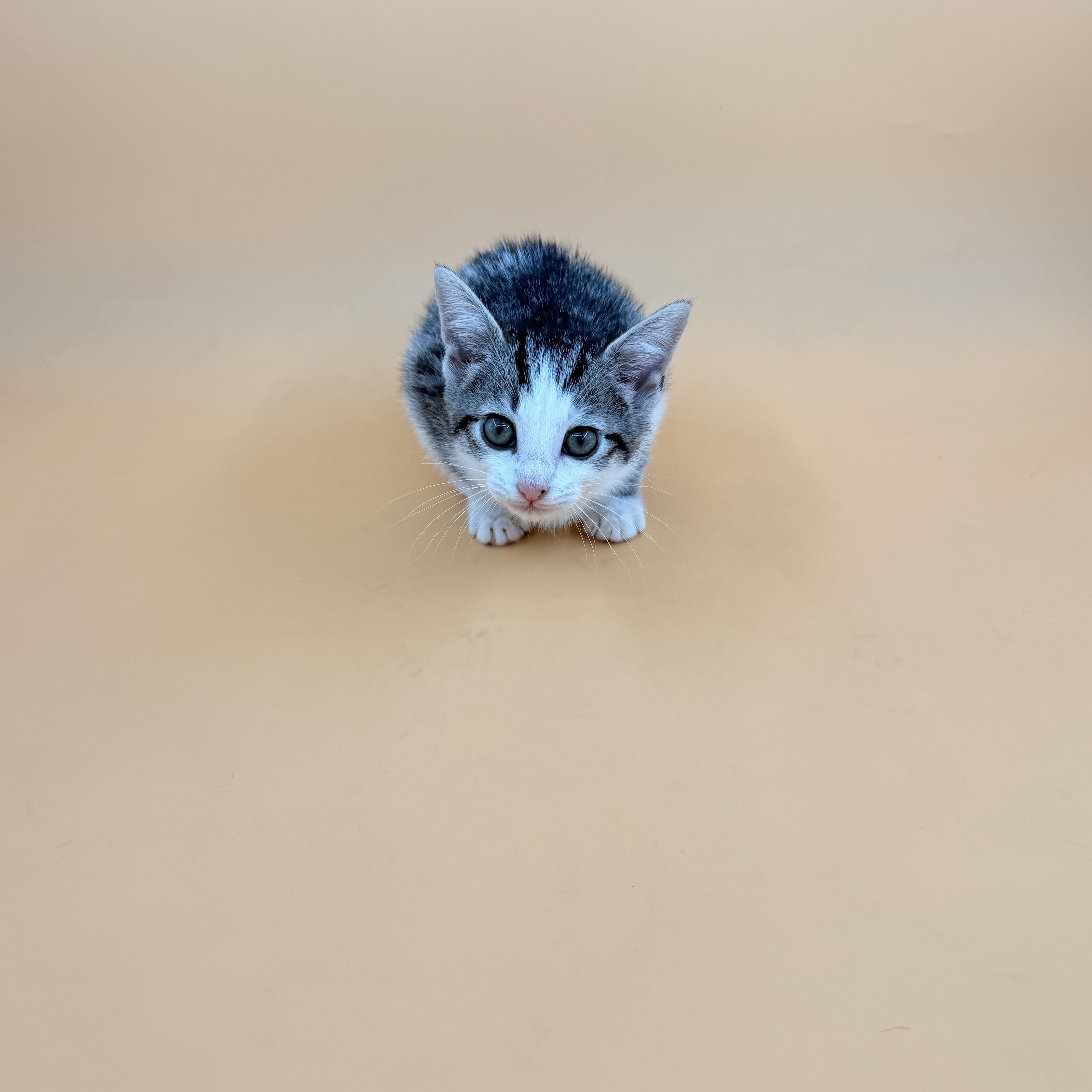 Dixie, adopted, Kitten Female Domestic Short Hair.