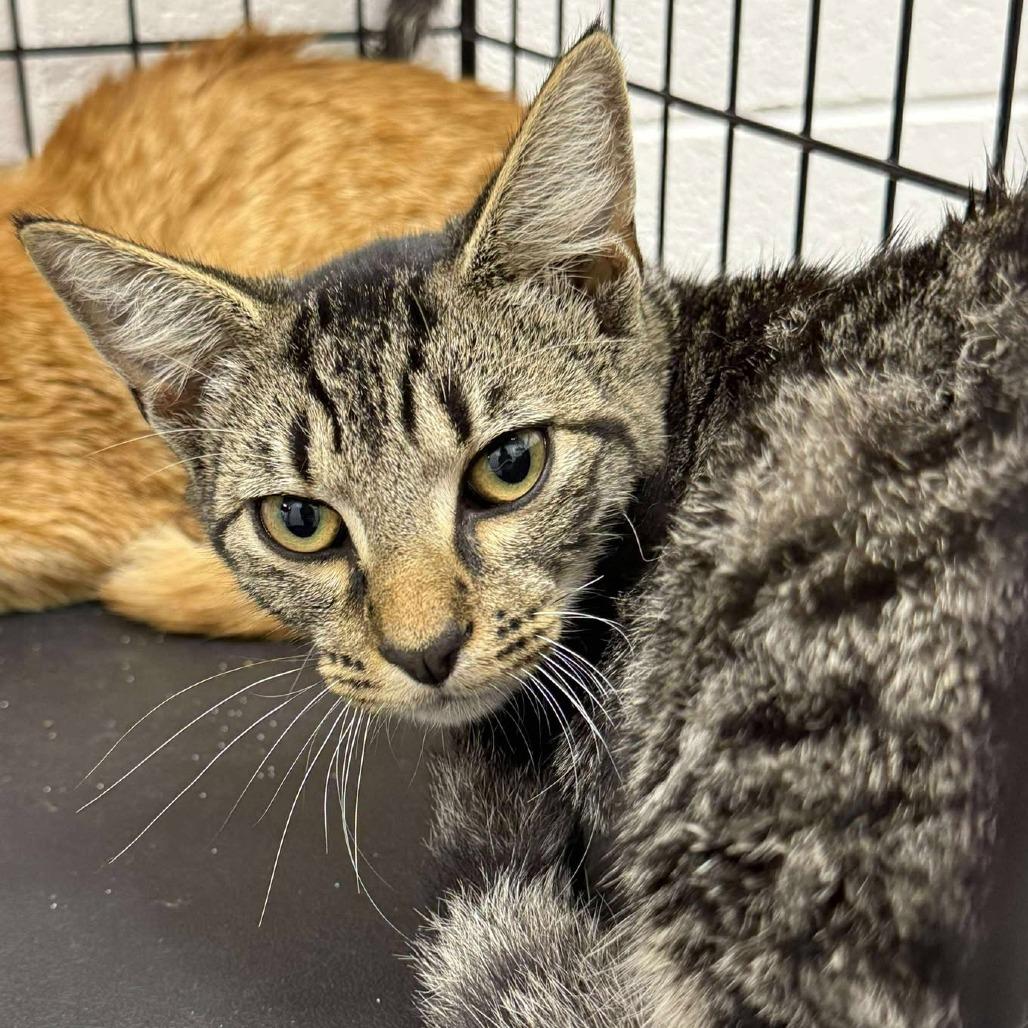 Enlarge Palmer, a Adoptable Domestic Short Hair image 1/1