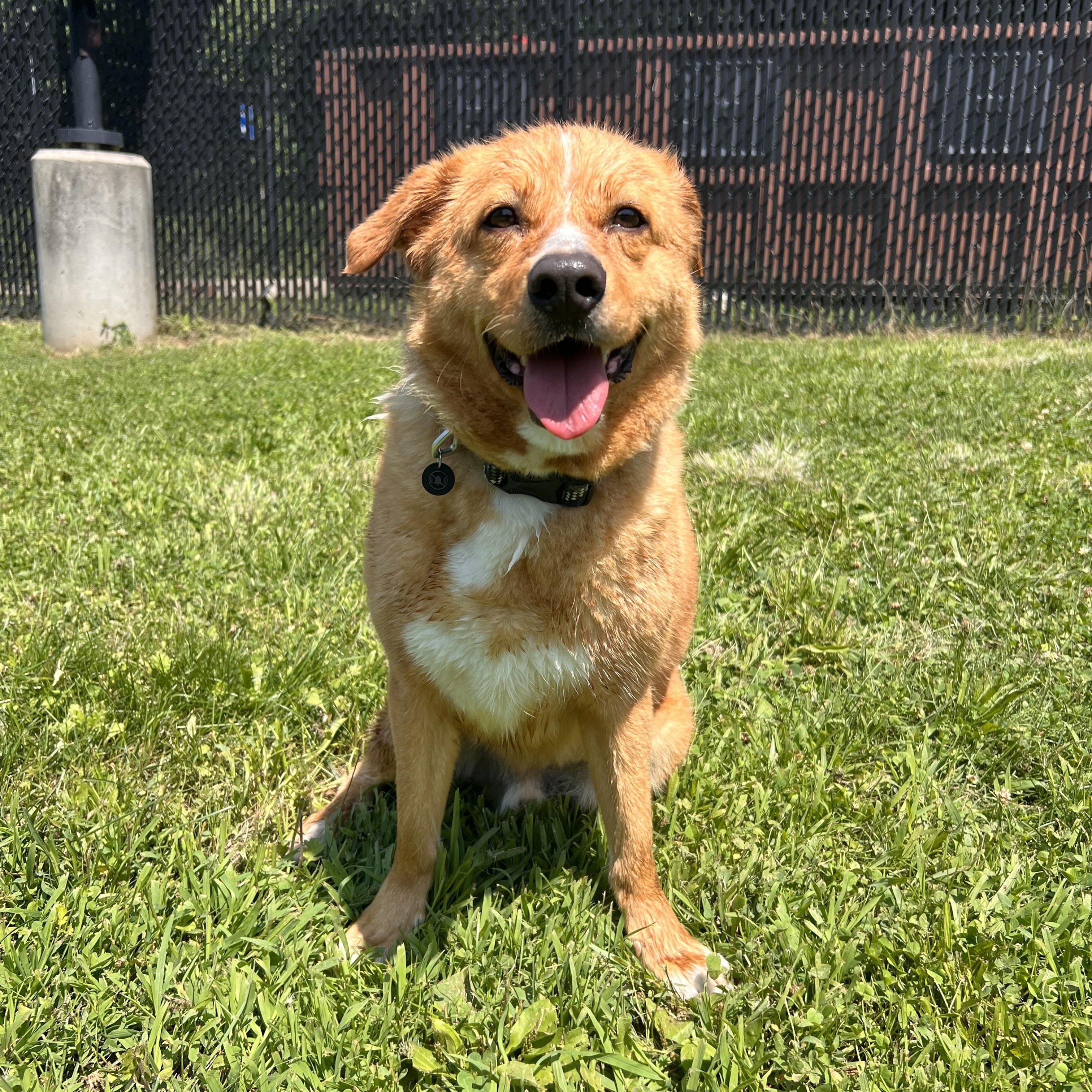 Ducky, adopted, Young Male Yellow Labrador Retriever & Australian Shepherd.